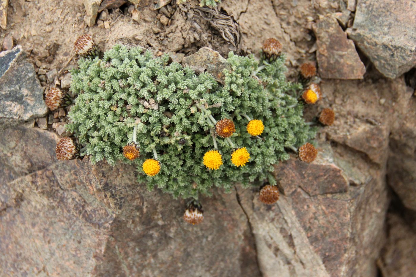 Image of Ugamia angrenica specimen.