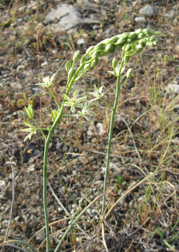 Изображение особи Ornithogalum pyrenaicum.