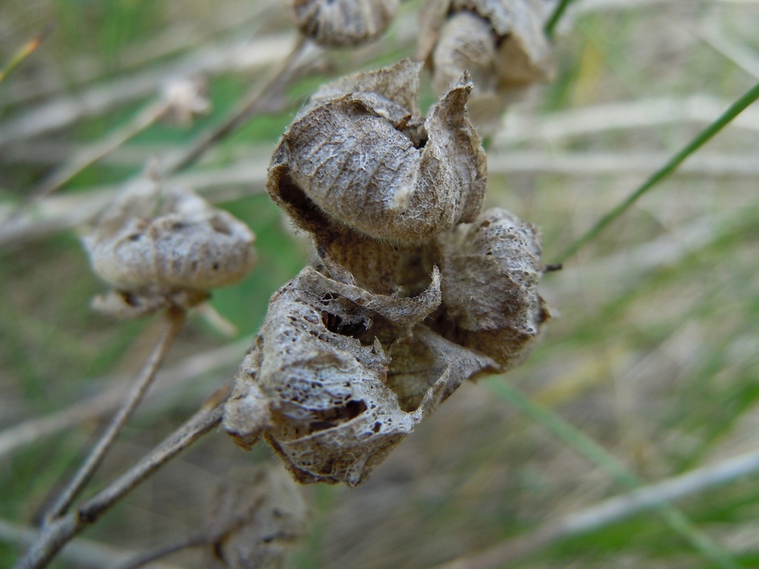 Image of Malva thuringiaca specimen.