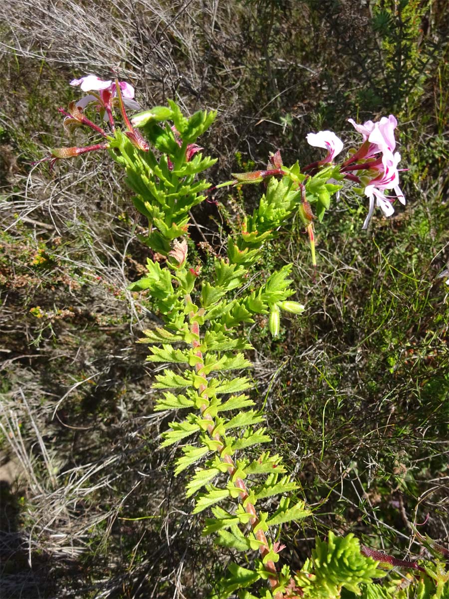 Image of Pelargonium crispum specimen.