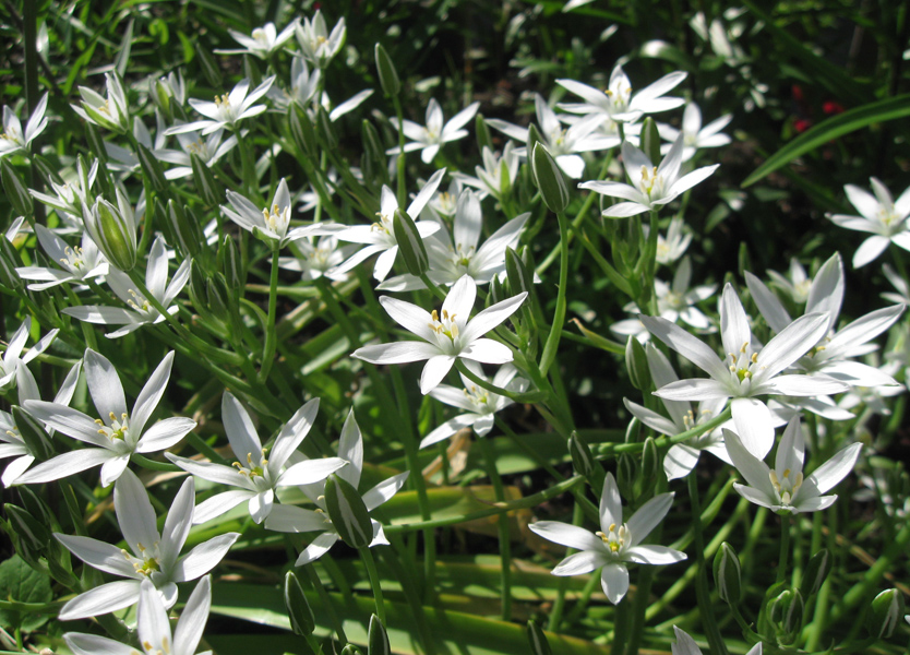 Изображение особи Ornithogalum umbellatum.