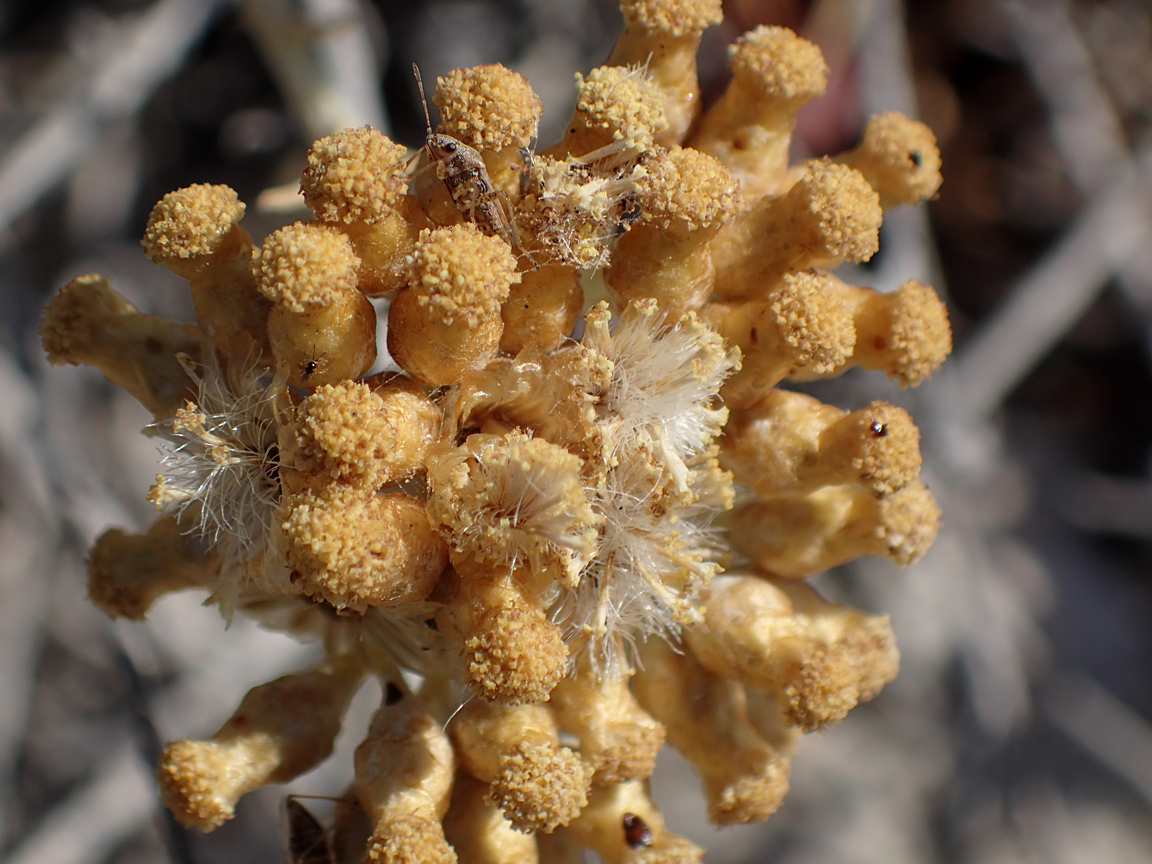 Изображение особи род Helichrysum.