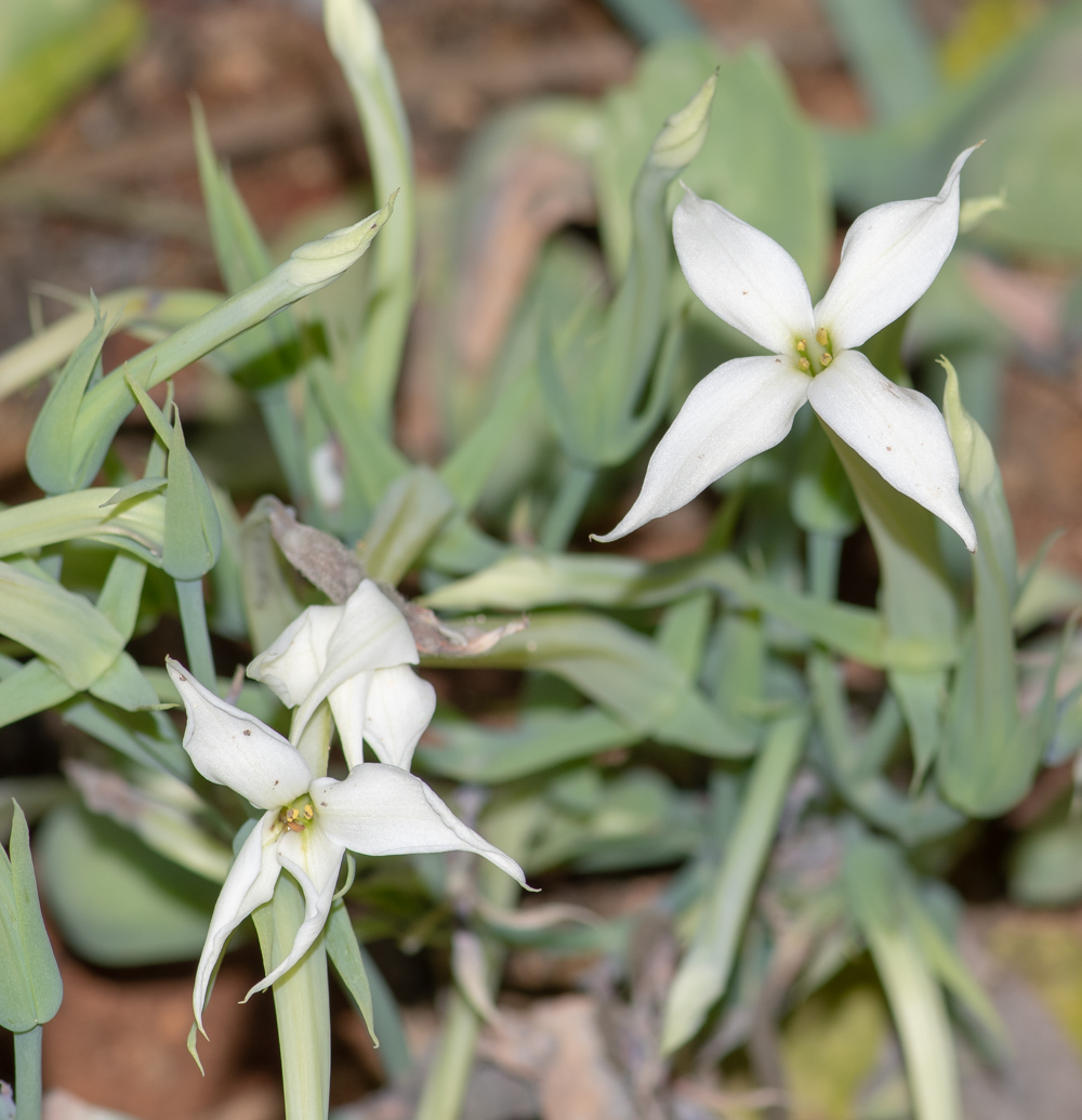 Image of Kalanchoe marmorata specimen.