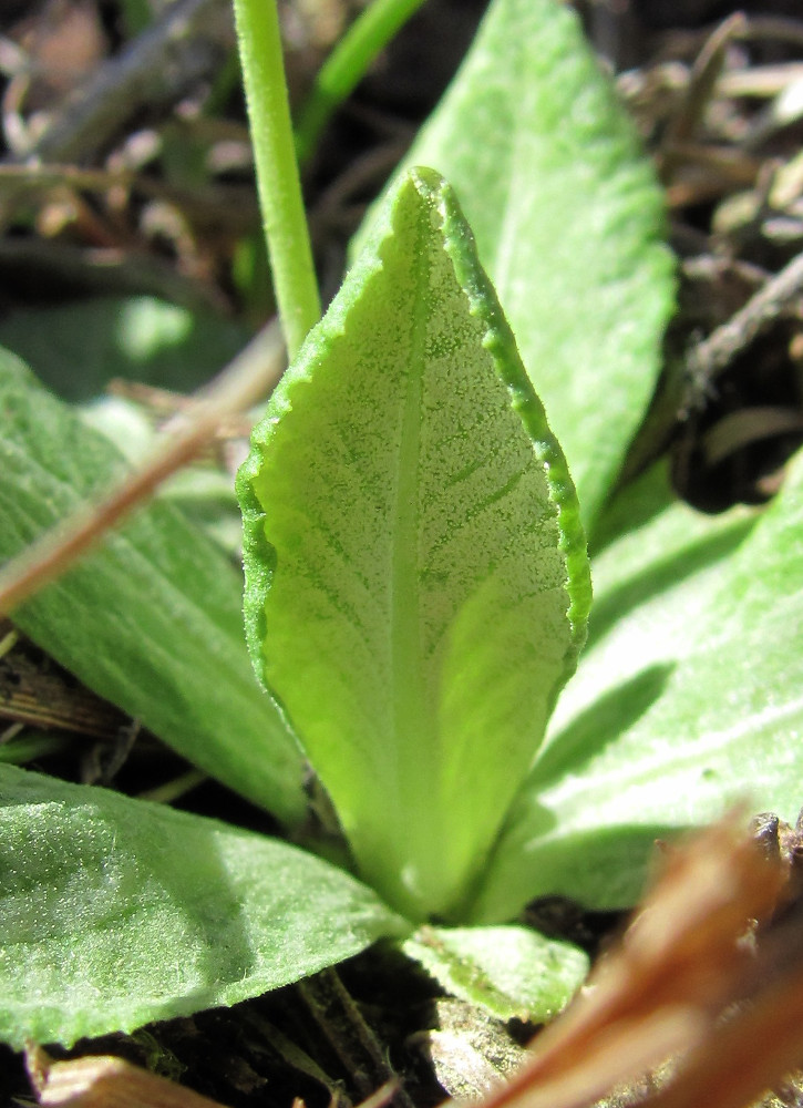 Image of Primula algida specimen.