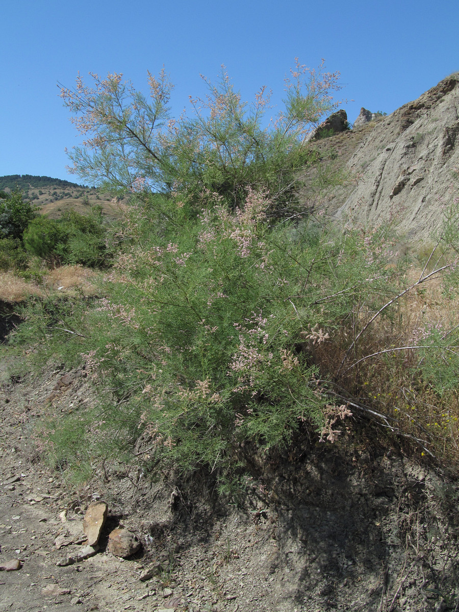 Image of Tamarix ramosissima specimen.