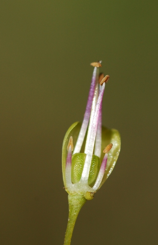 Image of Allium pictistamineum specimen.