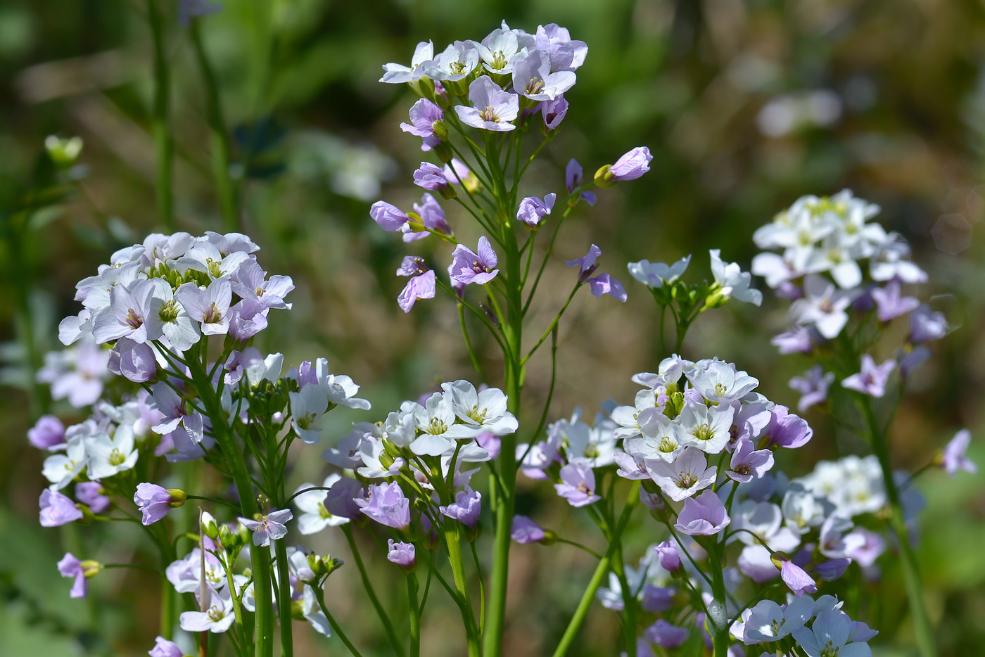 Image of Cardamine uliginosa specimen.