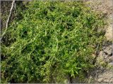 Rorippa palustris. Плодоносящее растение. Чувашия, г. Шумерля, берег р. Сура выше Наватских песков. 24 июля 2010 г.