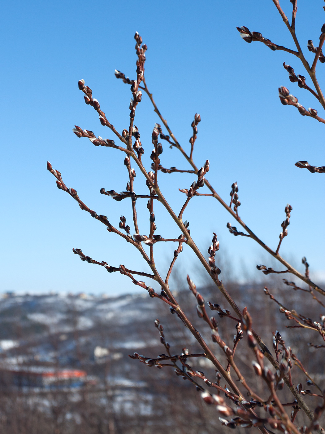 Image of Salix caprea specimen.