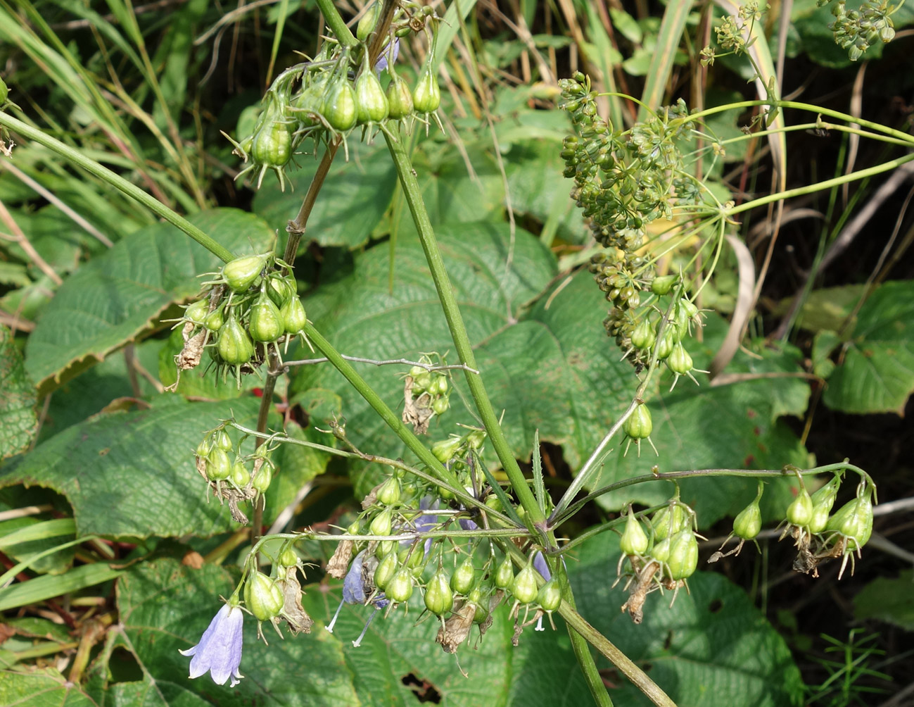 Изображение особи Adenophora triphylla.