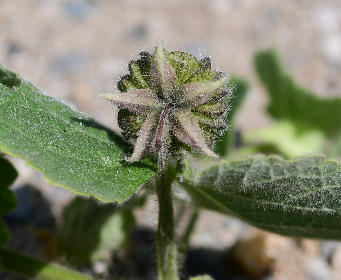 Image of Herissantia crispa specimen.