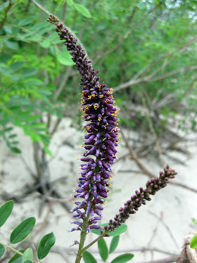 Изображение особи Amorpha fruticosa.