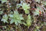 Rhodobryum roseum