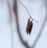 Vicia sylvatica. Зрелые бобы прошлого года. Пермский край, г. Пермь, Кировский р-н, берег оз. Лобханское, урёмный лес. 16.02.2020.