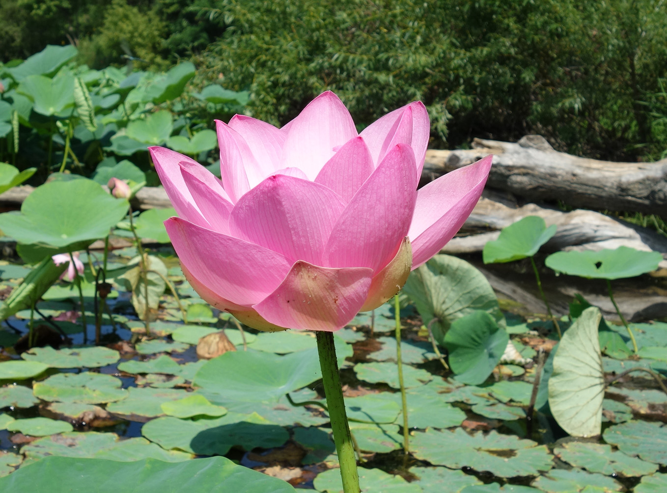 Image of Nelumbo komarovii specimen.