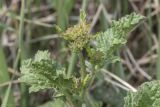 familia Brassicaceae. Верхушка растения с развивающимся соцветием. Крым, Бахчисарайский р-н, окр. с. Дачное, фруктовый сад. 14.04.2020.