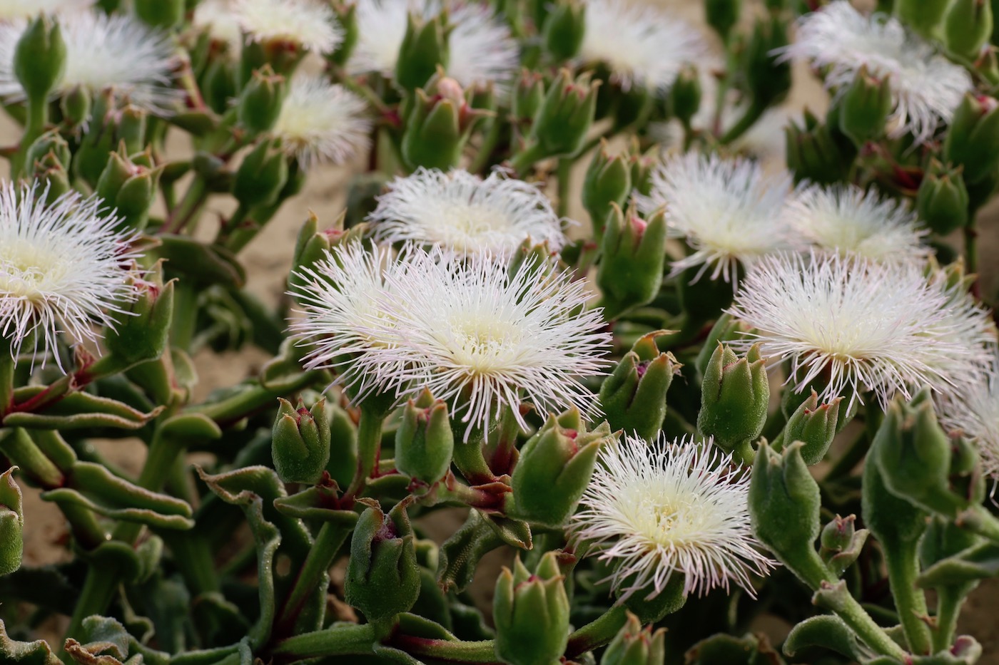 Image of Mesembryanthemum guerichianum specimen.