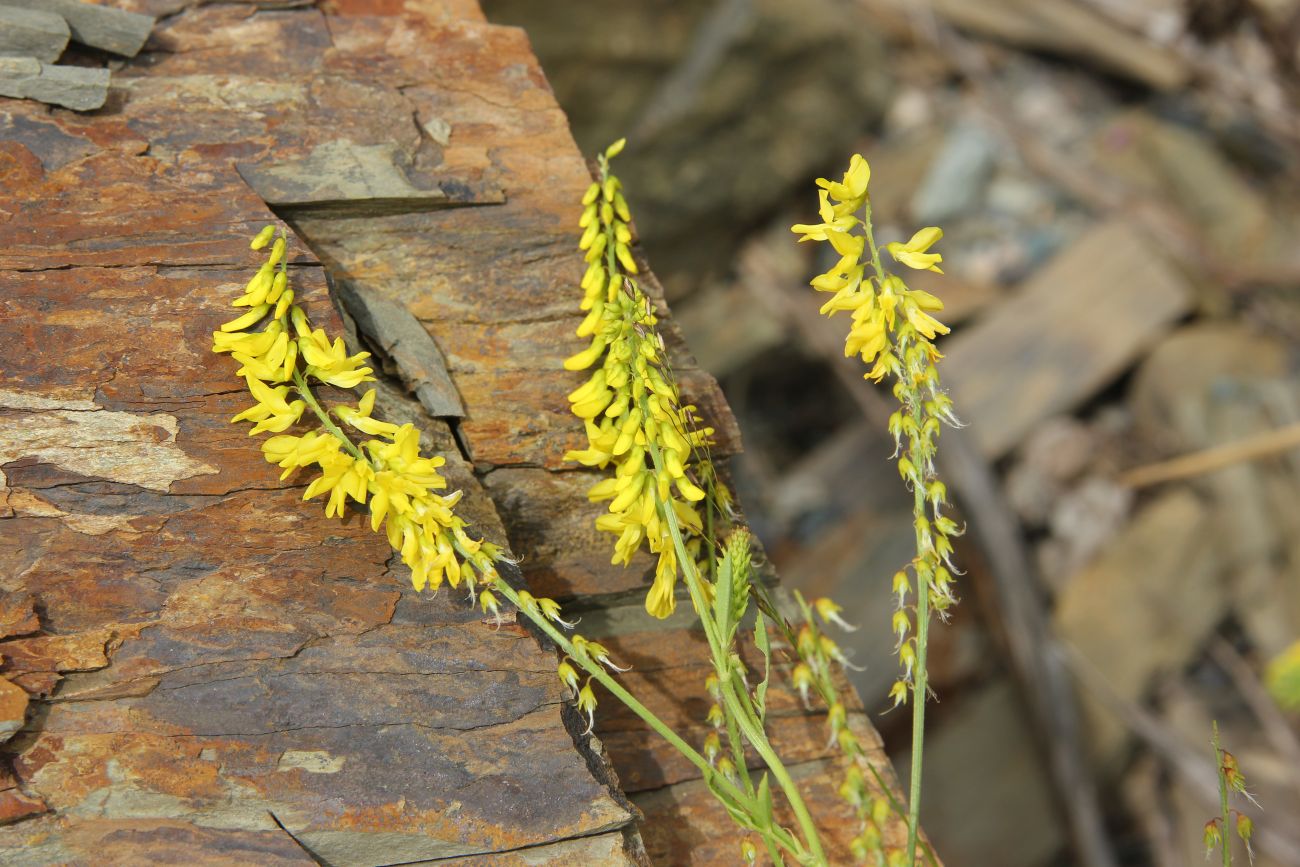 Image of Melilotus officinalis specimen.