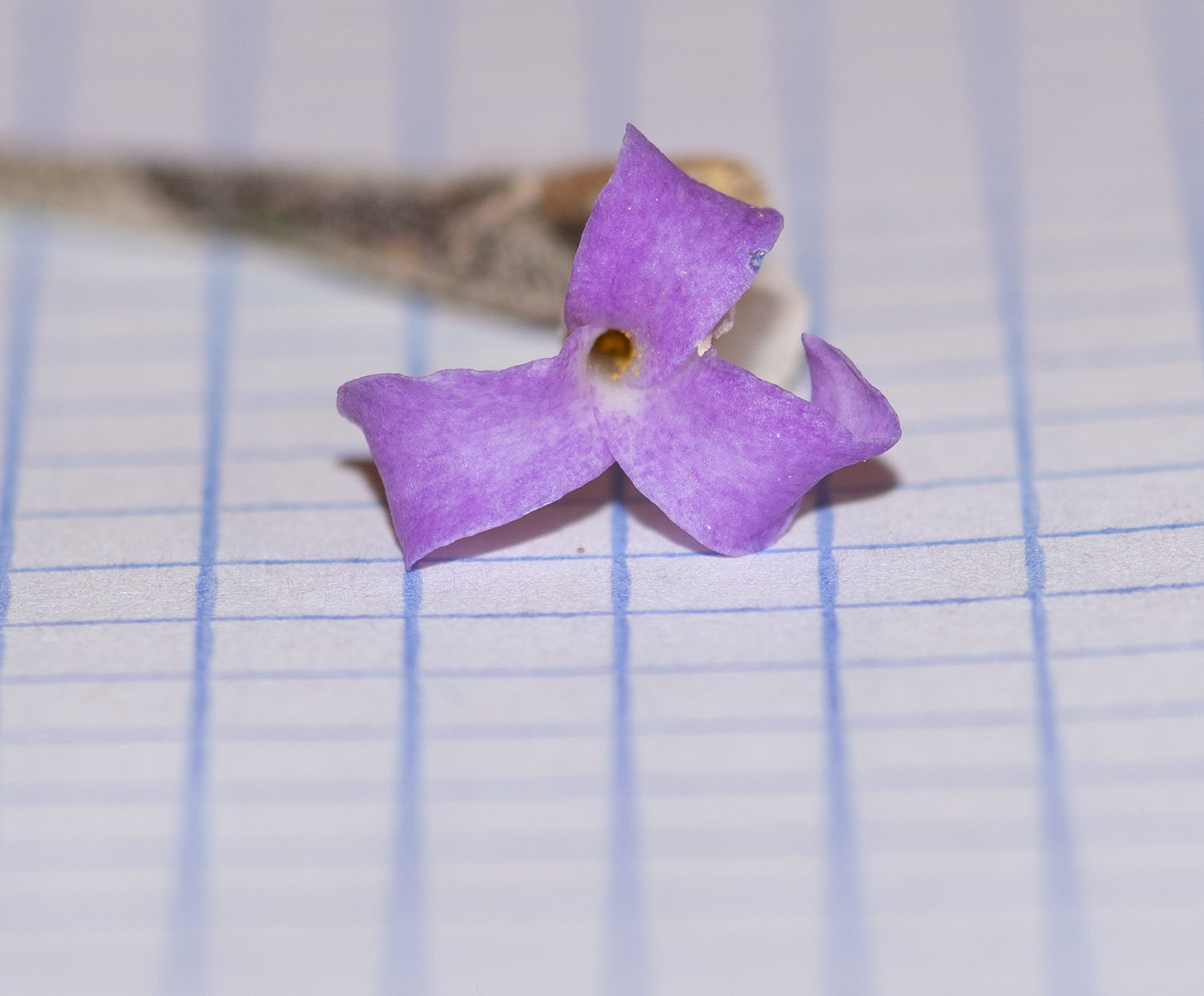 Image of Tillandsia recurvata specimen.