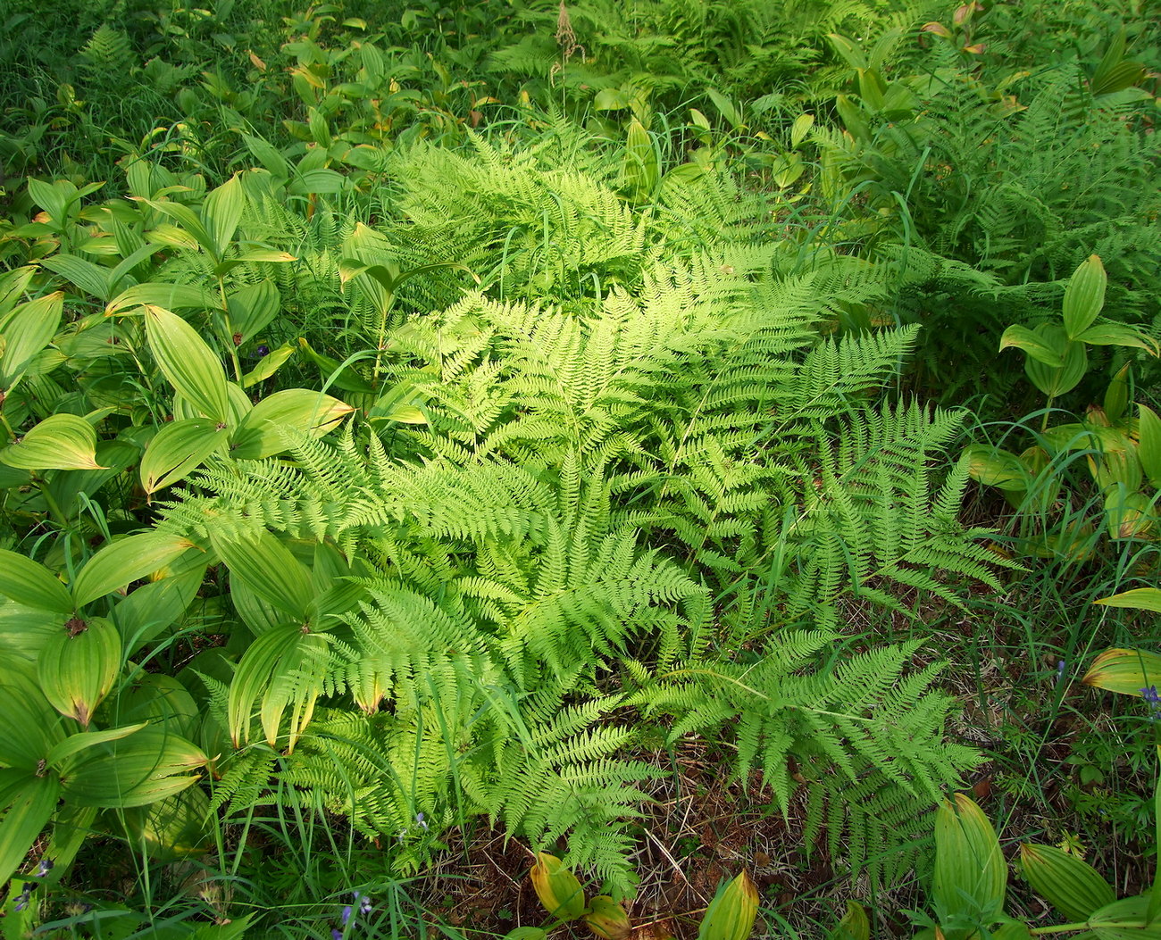 Изображение особи Athyrium filix-femina.