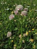 Astrantia major