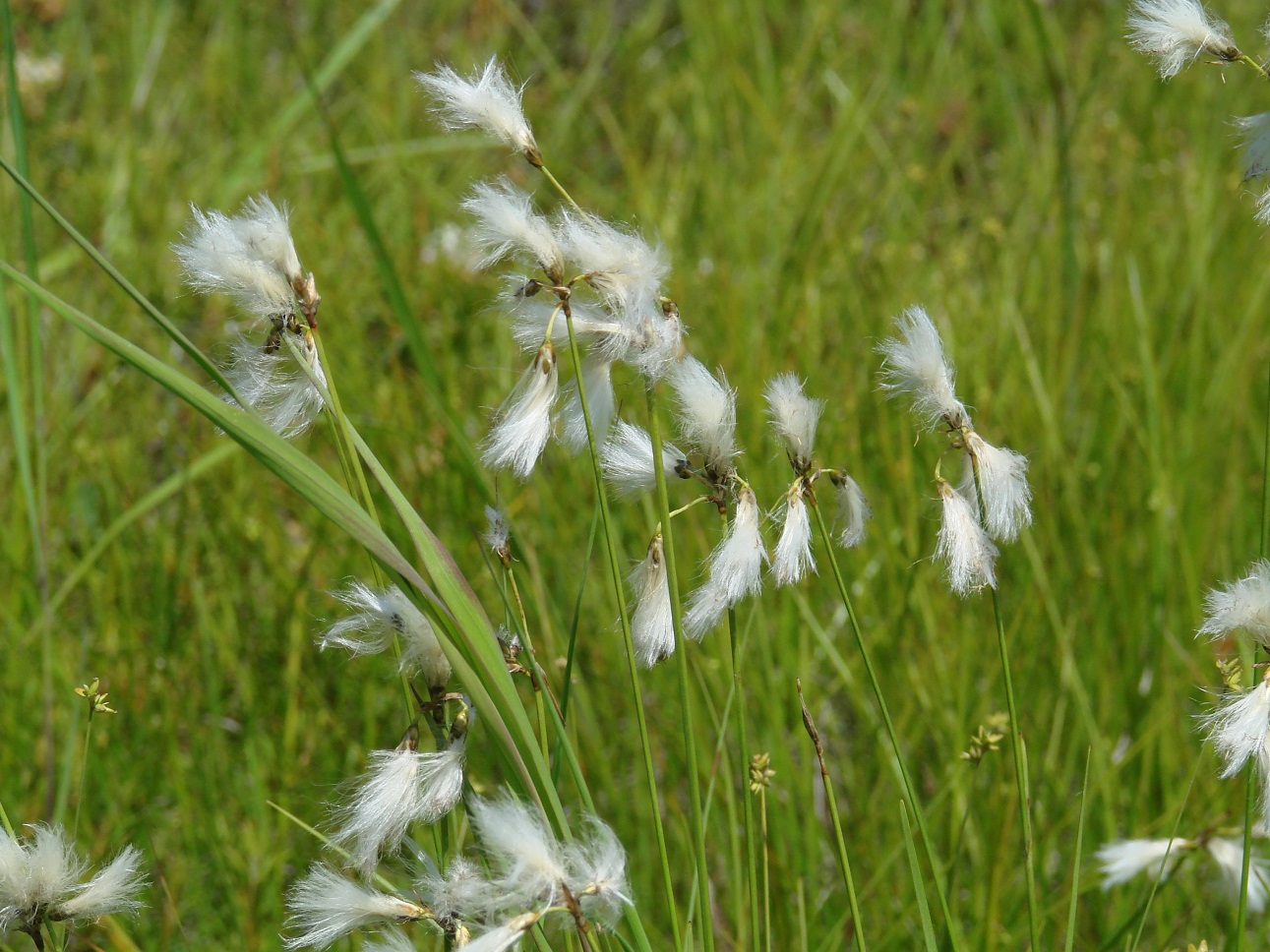 Image of Eriophorum gracile specimen.