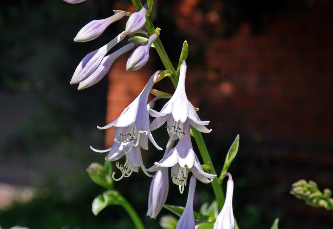 Image of Hosta albomarginata specimen.