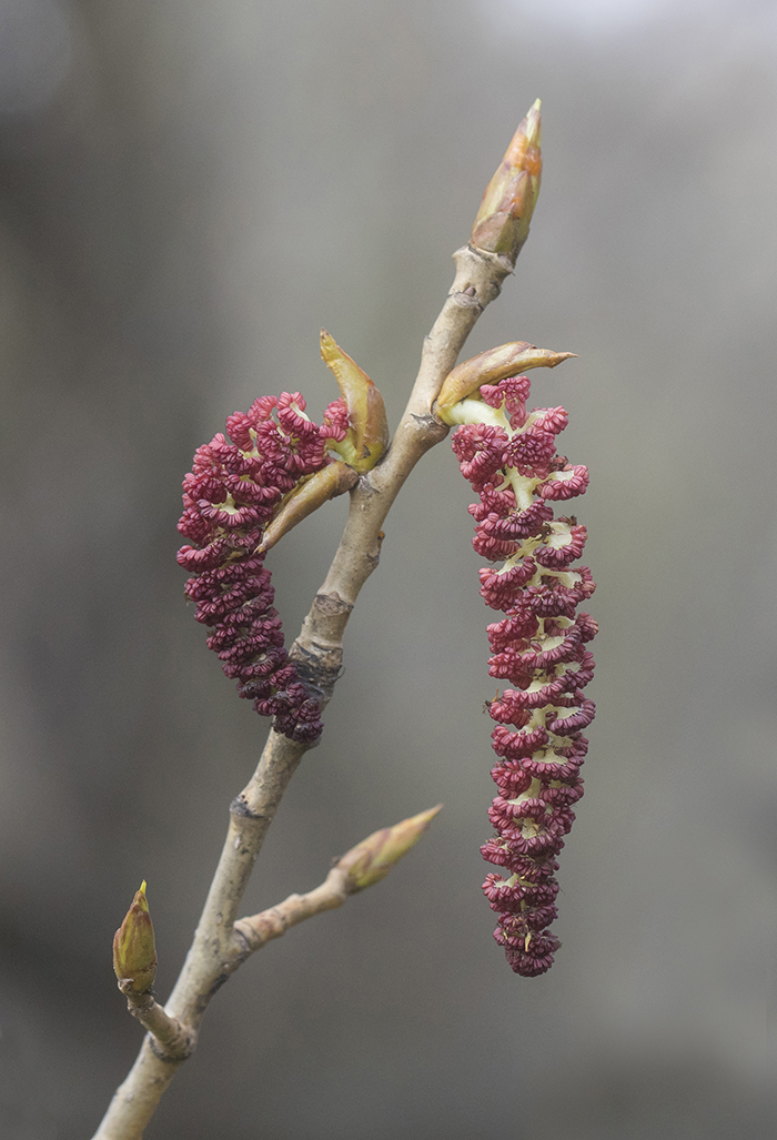 Image of genus Populus specimen.