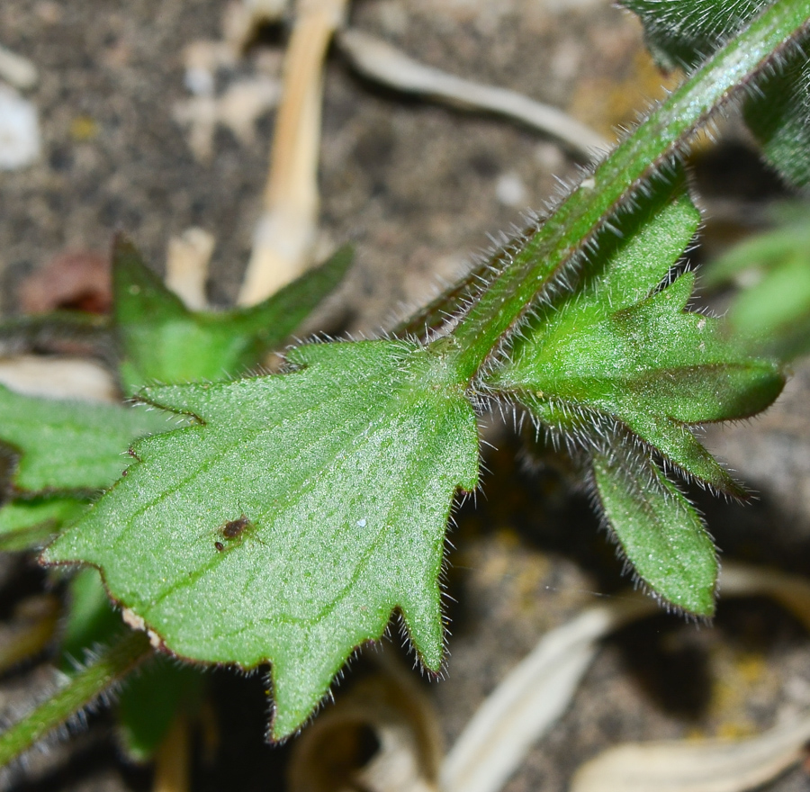 Image of Campanula erinus specimen.