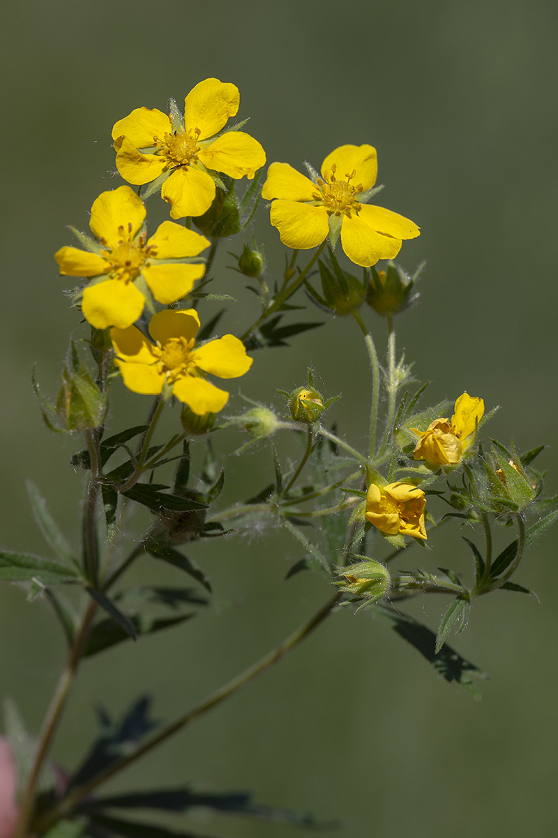 Image of Potentilla longipes specimen.