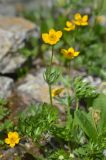 Anemonastrum speciosum