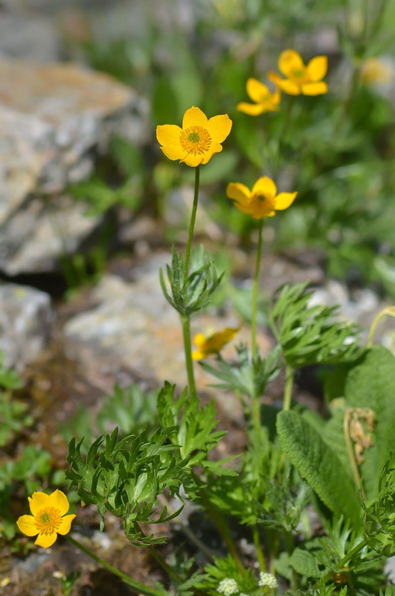 Image of Anemonastrum speciosum specimen.