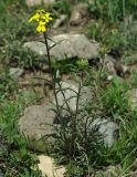 genus Erysimum. Цветущее растение на сухом каменистом склоне. Азербайджан, Гёйгёльский р-н, с. Зурнабад. 16.04.2010.