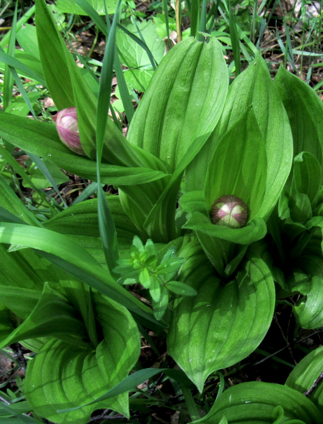 Изображение особи Cypripedium macranthos.