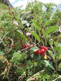 Cotoneaster integerrimus