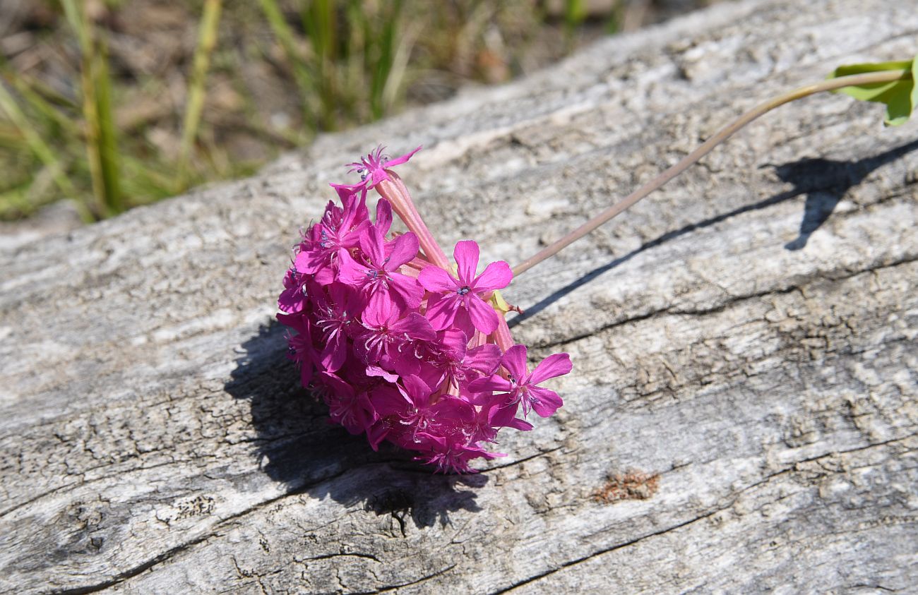 Image of Silene compacta specimen.