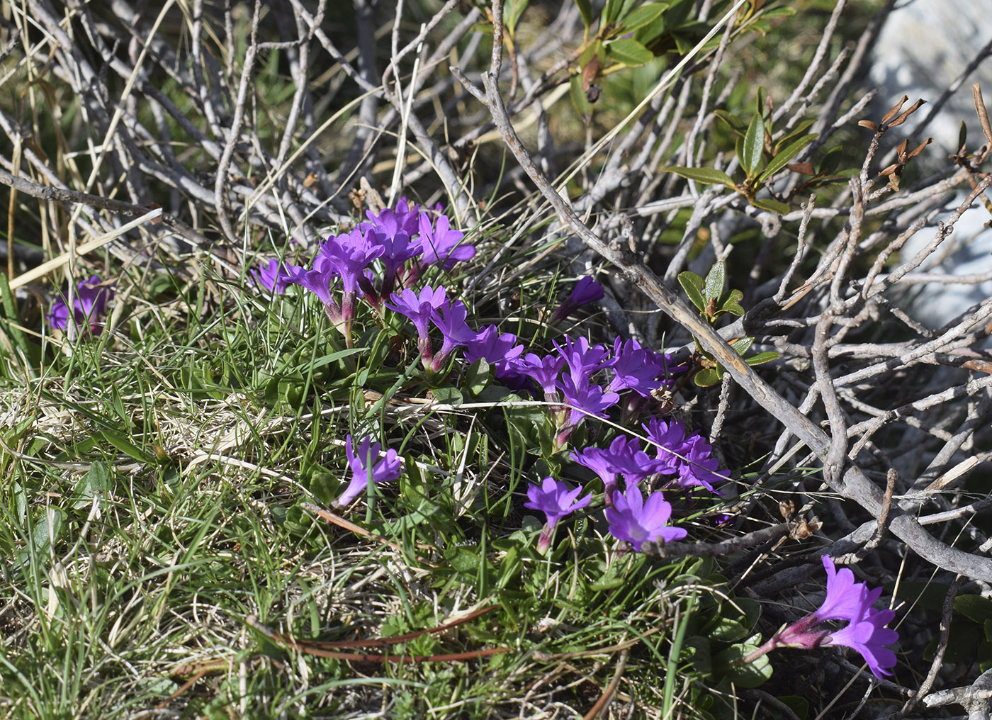 Image of Primula integrifolia specimen.