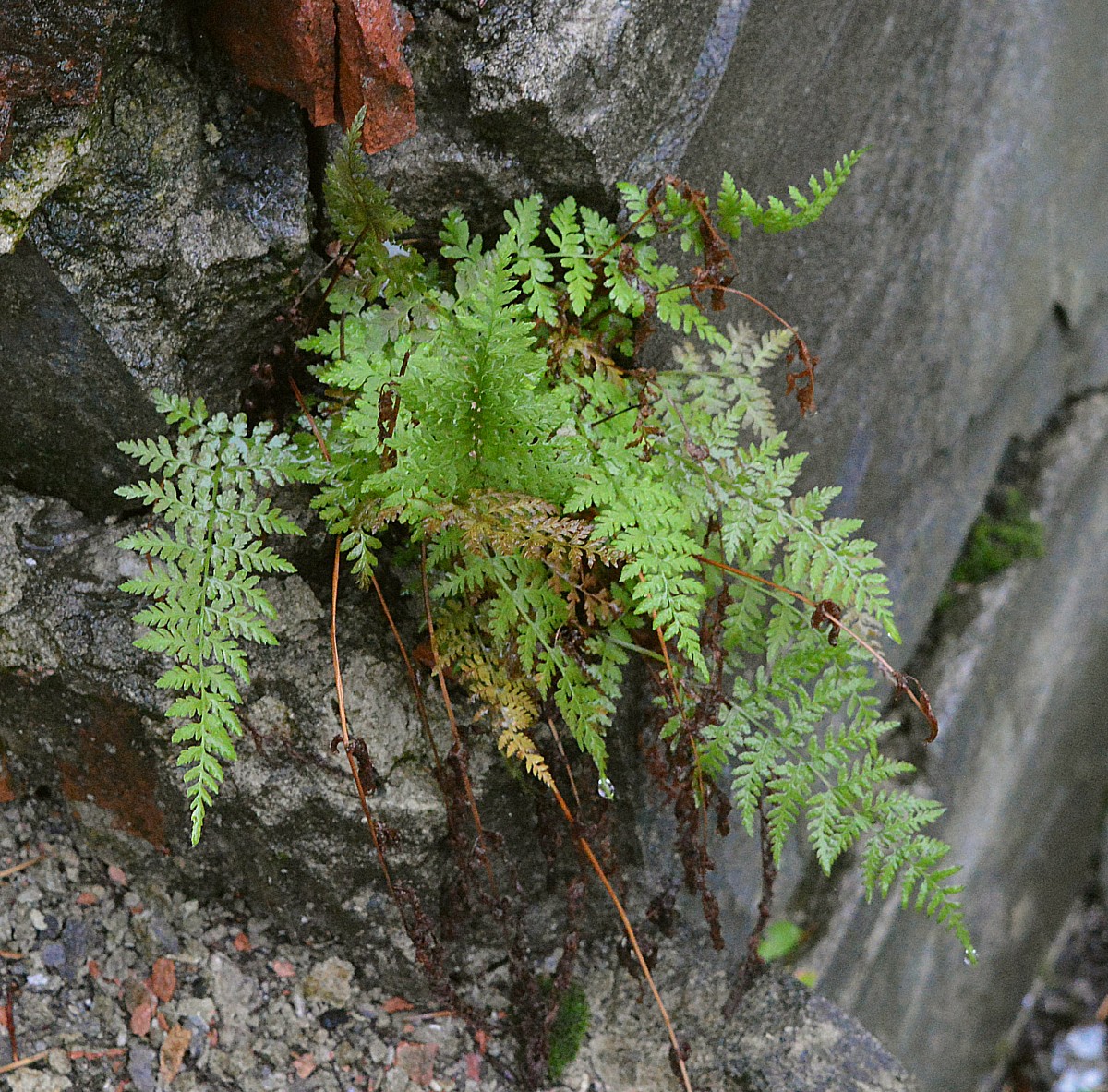 Изображение особи Cystopteris fragilis.