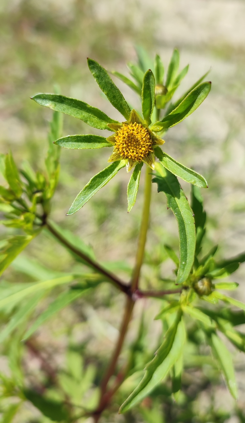 Изображение особи род Bidens.