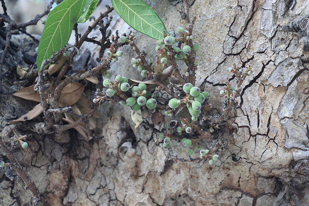 Изображение особи Ficus racemosa.