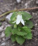 Campanula alliariifolia. Цветок. Республика Ингушетия, Джейрахский р-н, ур. Нижний Кяхк, обнажившийся склон. 22 июня 2022 г.