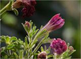 Petunia × atkinsiana