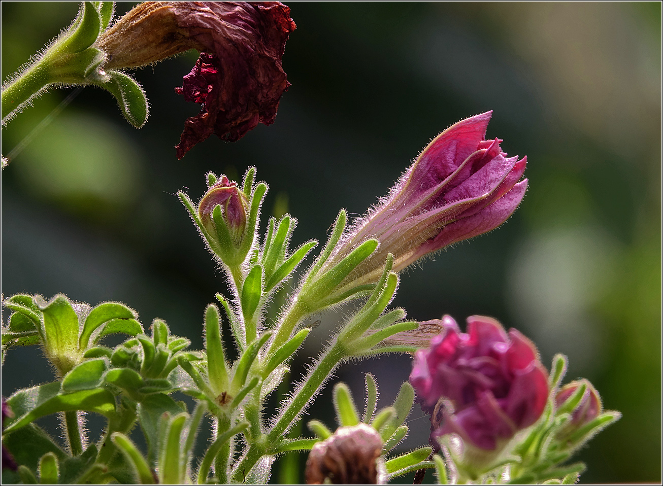 Image of Petunia &times; hybrida specimen.