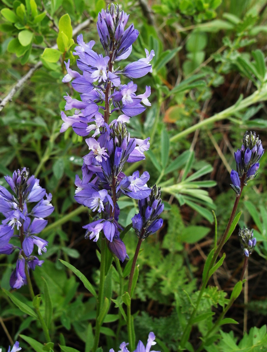 Image of Polygala comosa specimen.