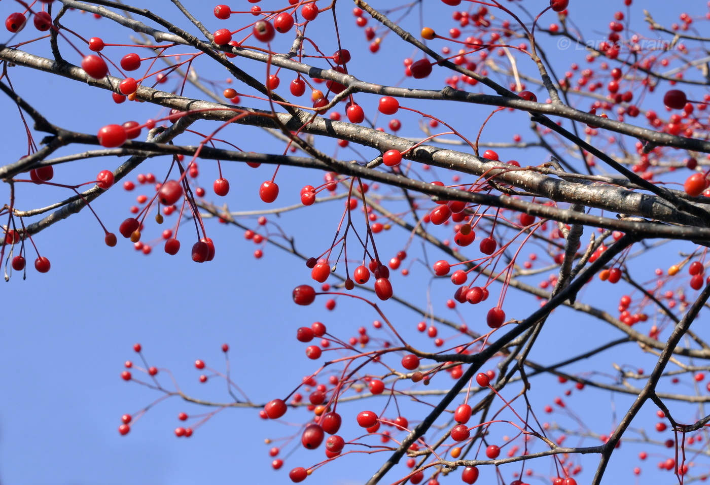 Image of Malus mandshurica specimen.