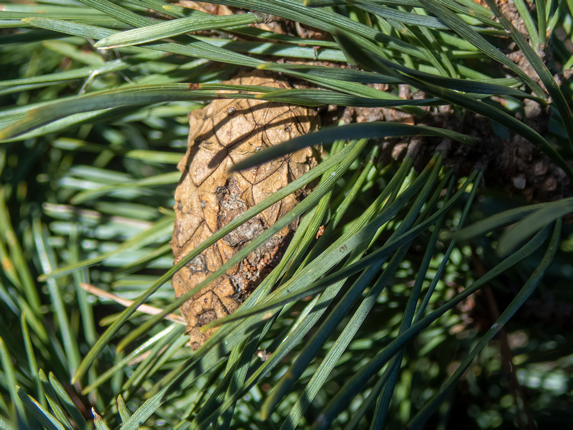 Image of genus Pinus specimen.