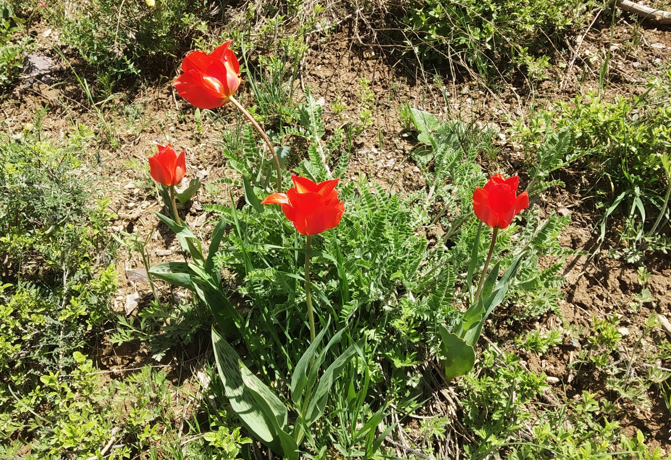 Изображение особи Tulipa greigii.