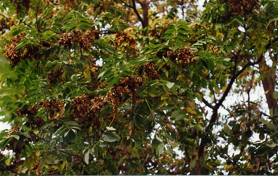 Изображение особи Ailanthus altissima.