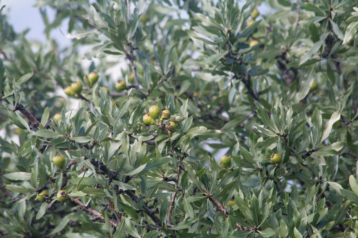 Image of Pyrus salicifolia specimen.