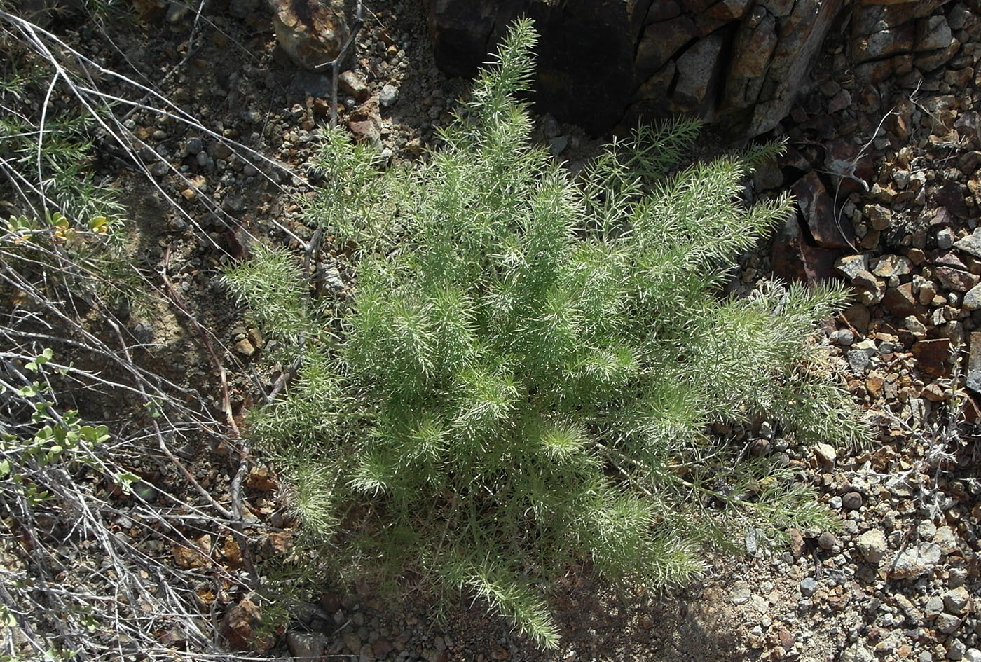 Image of Seseli iliense specimen.